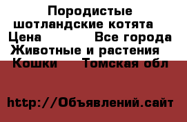 Породистые шотландские котята. › Цена ­ 5 000 - Все города Животные и растения » Кошки   . Томская обл.